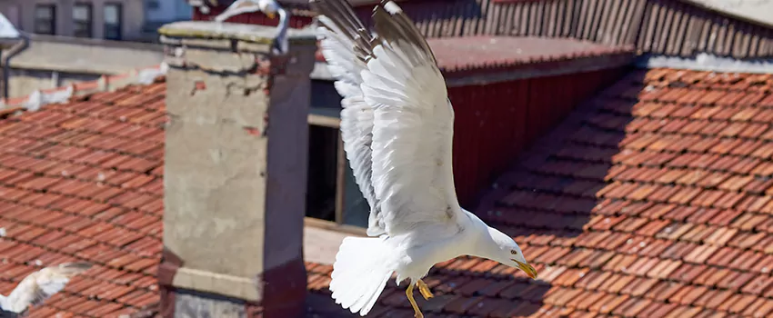 Residential Chimney Animal Removal Solution in Fountainebleau, FL